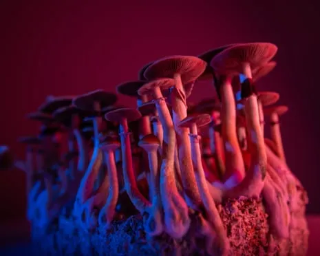 Regarding Substances by the Philosopher: A Reflective Guide into Psychedelics